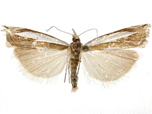 Crambus sanfordellus