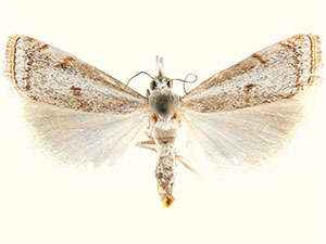 Microcrambus polingi