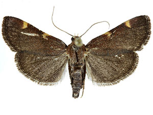 Hypsopygia n. sp. 1