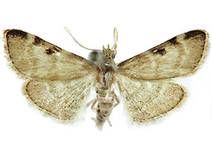 Hypsopygia n. sp. 2