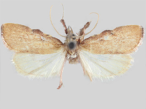 Negalasa rubralis