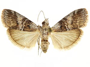 Pococera speciosella