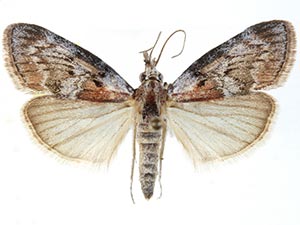 Pococera spaldingella