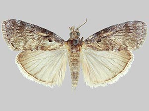 Pococera arizonella