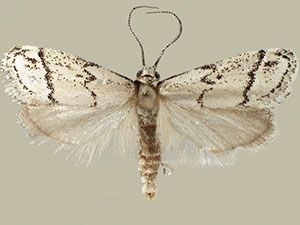 Cacotherapia lecerfialis