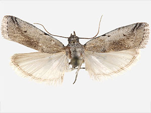 Adanarsa intransitella