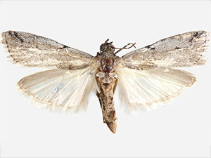 Adanarsa intransitella