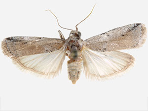 Adanarsa intransitella