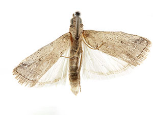 Adanarsa intransitella