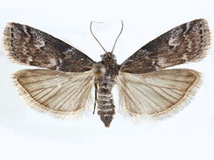 Salebriaria borealis