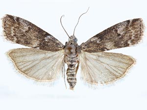 Salebriaria borealis