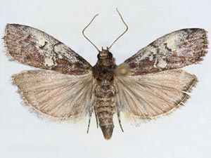 Salebriaria carolynae