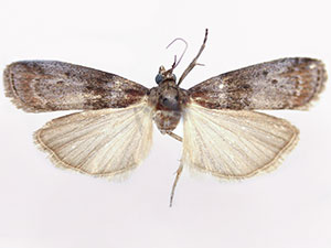 Sciota fraudifera