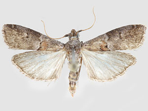 Sciota gilvibasella