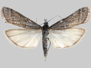 Megasis tephrella