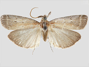 Lipographis truncatella