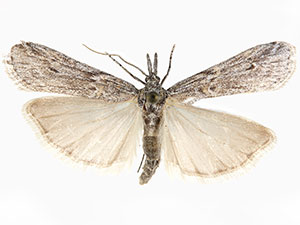 Eumysia semicana