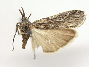 Eumysia semicana