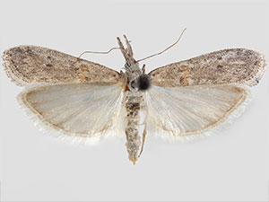 Eumysia pallidipennella