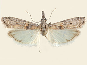 Maricopa lativittella