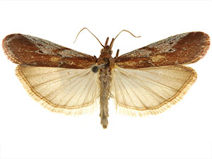 Honora montinatatella