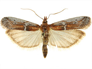 Honora montinatatella