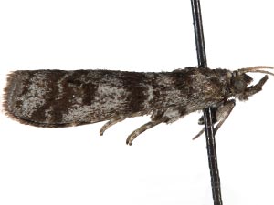 Laetilia myersella