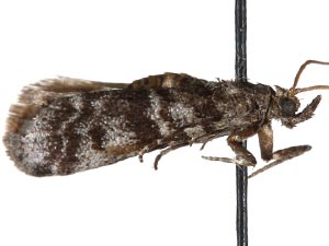 Laetilia myersella