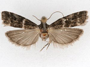 Laetilia fiskeella