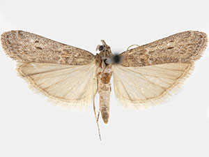 Protasia mirabilicornella