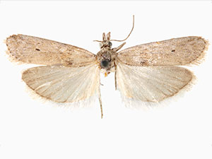 Protasia mirabilicornella