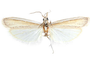 Peoria holoponerella