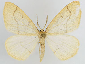 Lambdina phantoma