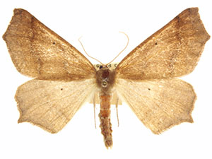 Prochoerodes truxaliata