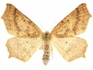 Prochoerodes truxaliata