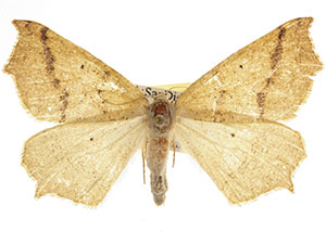 Prochoerodes truxaliata