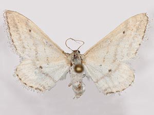 Lobocleta lanceolata