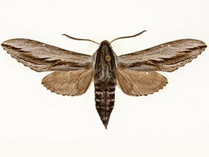 Sphinx vanbuskirki