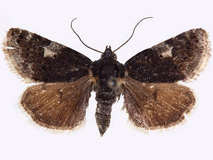 Tarache assimilis