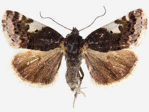 Tarache assimilis