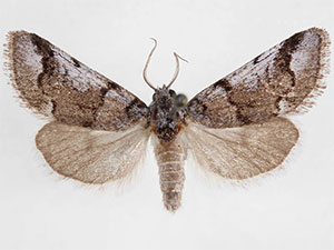 Gloanna grisescens