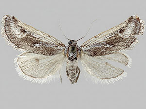 Gloanna hecate
