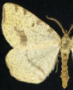 Macaria occiduaria