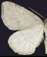 Macaria argillacearia