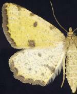 Macaria sulphurea