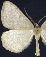 Macaria sulphurea