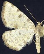 Macaria sulphurea