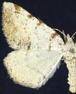 Macaria anataria