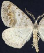 Macaria loricaria