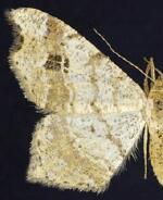 Macaria aemulataria